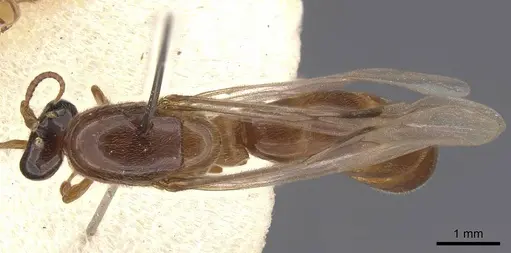 Aenictus clavitibia specimen CASENT0905996 image casent0905996_1