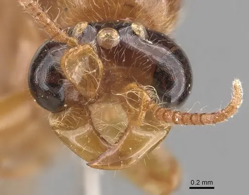 Aenictus clavitibia specimen CASENT0905996 image casent0905996_2