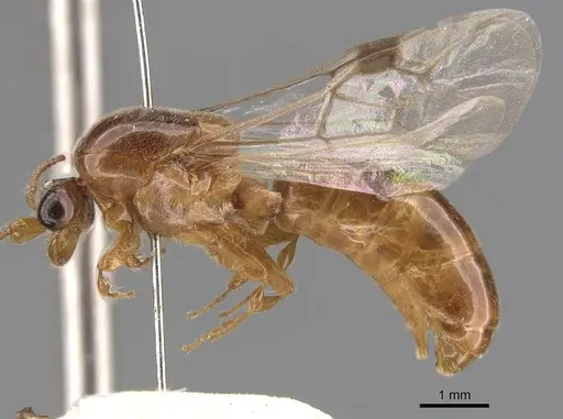 Aenictus clavitibia specimen CASENT0905996 image casent0905996_3