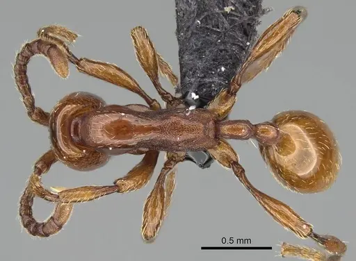 Aenictus congolensis specimen CASENT0066799 image casent0066799_1