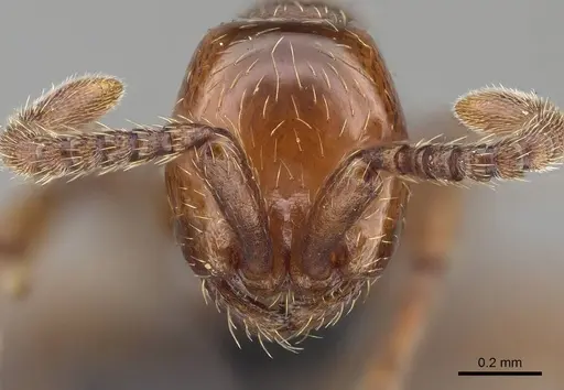 Aenictus congolensis specimen CASENT0066799 image casent0066799_2