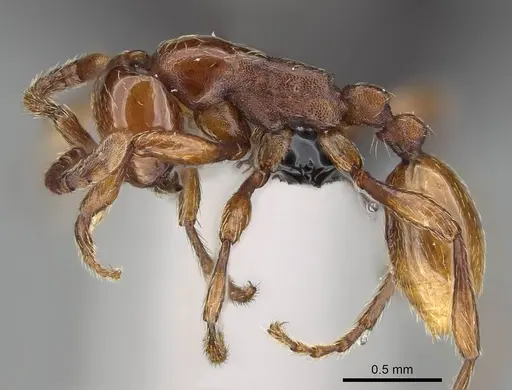 Aenictus congolensis specimen CASENT0066799 image casent0066799_3