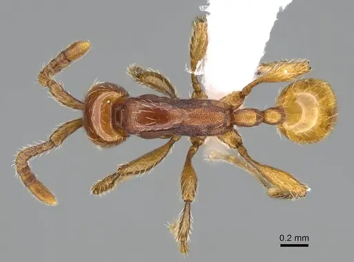 Aenictus congolensis specimen CASENT0400001 image casent0400001_1