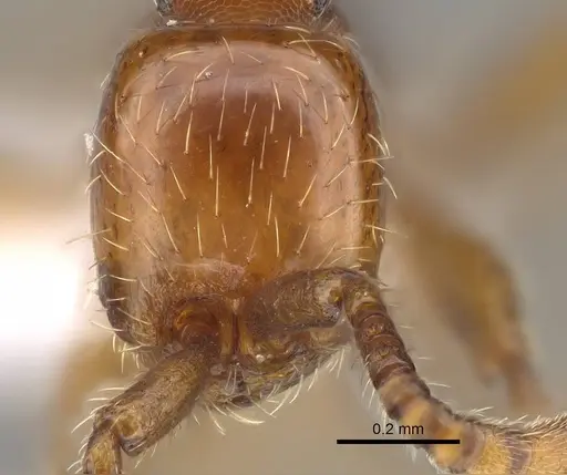 Aenictus congolensis specimen CASENT0400001 image casent0400001_2