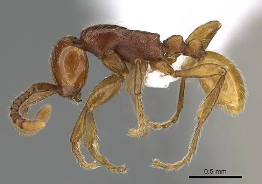 Aenictus congolensis specimen CASENT0400001 image casent0400001_3