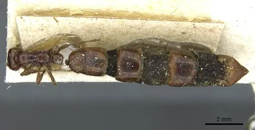 Aenictus congolensis specimen CASENT0911419 image casent0911419_1