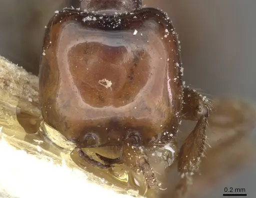 Aenictus congolensis specimen CASENT0911419 image casent0911419_2