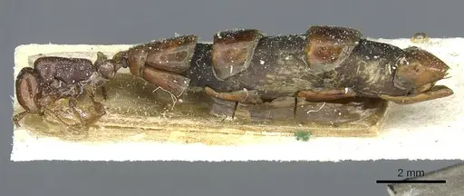 Aenictus congolensis specimen CASENT0911419 image casent0911419_3