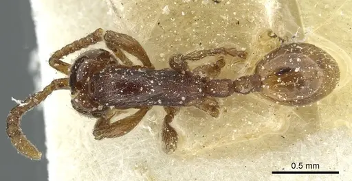 Aenictus congolensis specimen CASENT0911420 image casent0911420_1