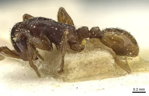 Aenictus congolensis specimen CASENT0911420 image casent0911420_3