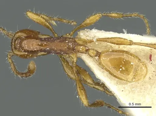Aenictus congolensis specimen CASENT0911445 image casent0911445_1