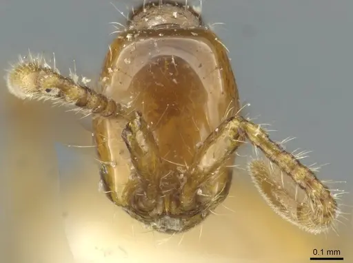 Aenictus congolensis specimen CASENT0911445 image casent0911445_2