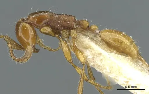 Aenictus congolensis specimen CASENT0911445 image casent0911445_3