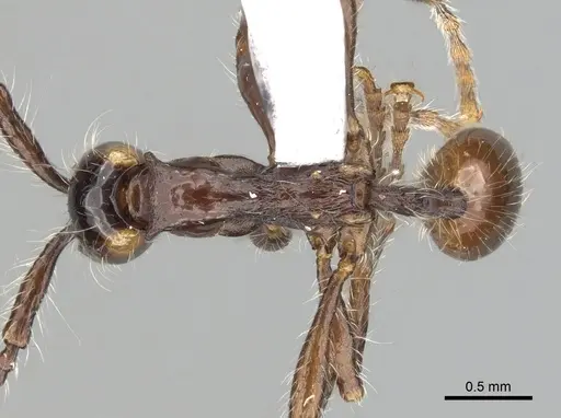 Aenictus cornutus specimen CASENT0249267 image casent0249267_1