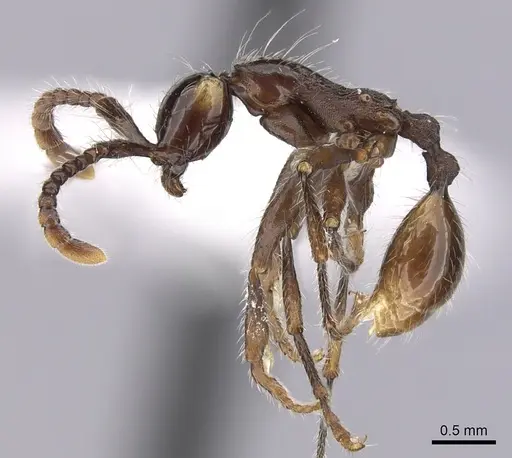 Aenictus cornutus specimen CASENT0249267 image casent0249267_3
