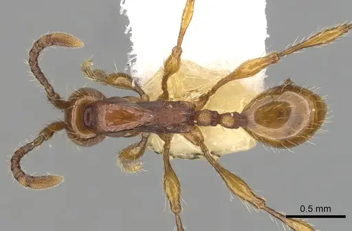 Aenictus cornutus specimen CASENT0249269 image casent0249269_1