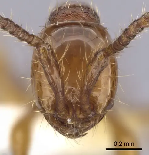 Aenictus cornutus specimen CASENT0249269 image casent0249269_2