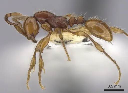 Aenictus cornutus specimen CASENT0249269 image casent0249269_3