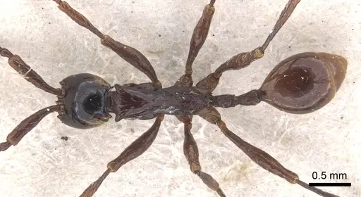 Aenictus cornutus specimen CASENT0902682 image casent0902682_1