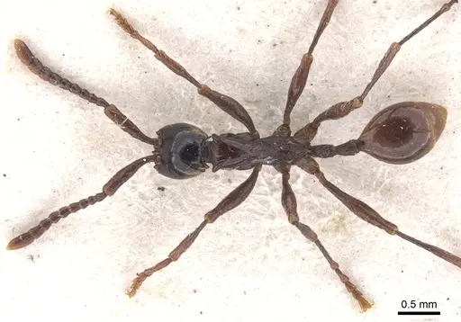 Aenictus cornutus specimen CASENT0902682 image casent0902682_2