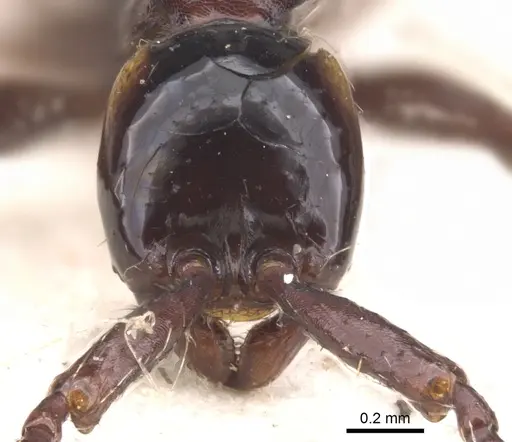 Aenictus cornutus specimen CASENT0902682 image casent0902682_3