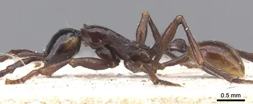 Aenictus cornutus specimen CASENT0902682 image casent0902682_4