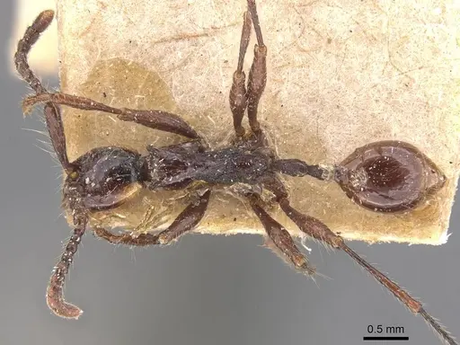 Aenictus cornutus specimen CASENT0905997 image casent0905997_1