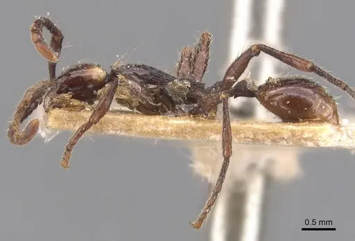 Aenictus cornutus specimen CASENT0905997 image casent0905997_3