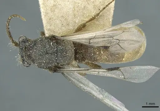 Aenictus crucifer specimen CASENT0911421 image casent0911421_1