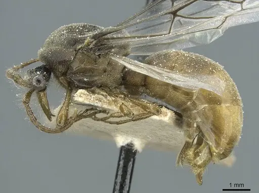 Aenictus crucifer specimen CASENT0911421 image casent0911421_3