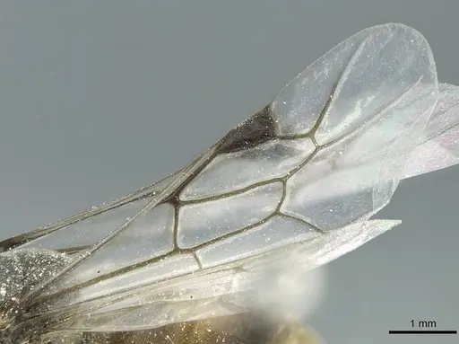Aenictus crucifer specimen CASENT0911421 image casent0911421_4