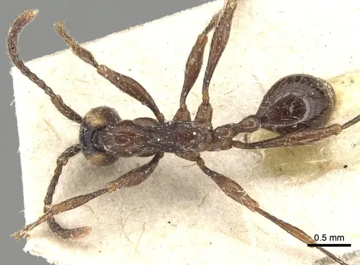 Aenictus currax specimen CASENT0903748 image casent0903748_1