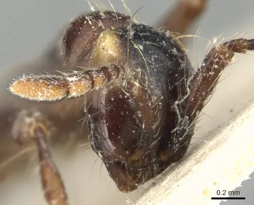 Aenictus currax specimen CASENT0903748 image casent0903748_2