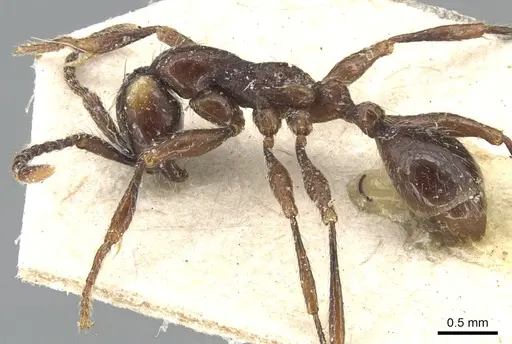 Aenictus currax specimen CASENT0903748 image casent0903748_3