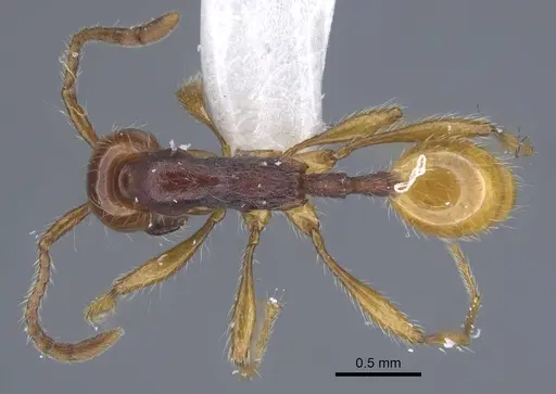 Aenictus cylindripetiolus specimen CASENT0917244 image casent0917244_1