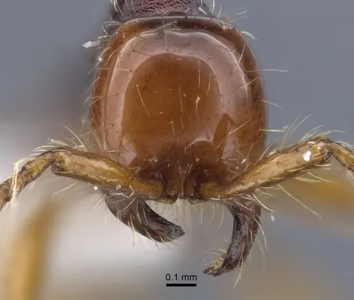 Aenictus cylindripetiolus specimen CASENT0917244 image casent0917244_2