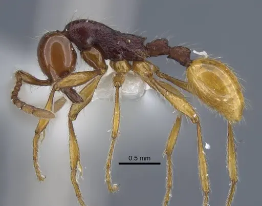 Aenictus cylindripetiolus specimen CASENT0917244 image casent0917244_3