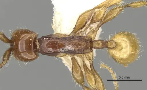 Aenictus decolor specimen CASENT0281966 image casent0281966_1