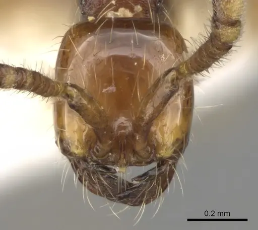 Aenictus decolor specimen CASENT0281966 image casent0281966_2