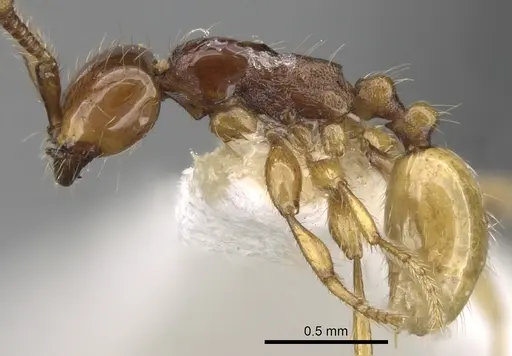 Aenictus decolor specimen CASENT0281966 image casent0281966_3