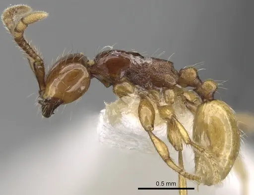 Aenictus decolor specimen CASENT0281966 image casent0281966_4