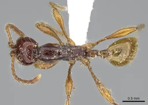 Aenictus decolor specimen CASENT0317077 image casent0317077_1