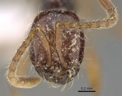 Aenictus decolor specimen CASENT0317077 image casent0317077_2