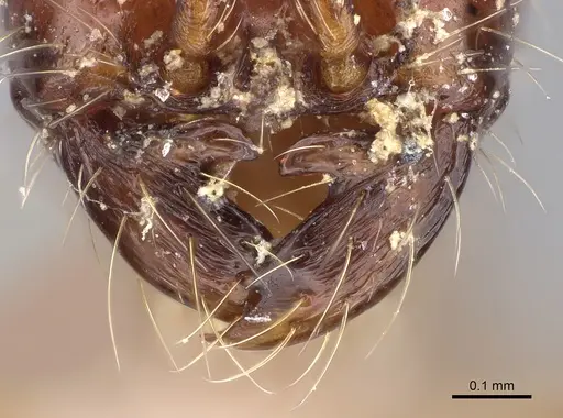 Aenictus decolor specimen CASENT0317077 image casent0317077_3