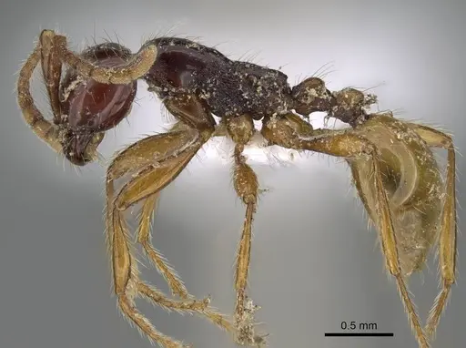 Aenictus decolor specimen CASENT0317077 image casent0317077_4