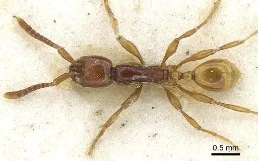 Aenictus decolor specimen CASENT0902685 image casent0902685_1