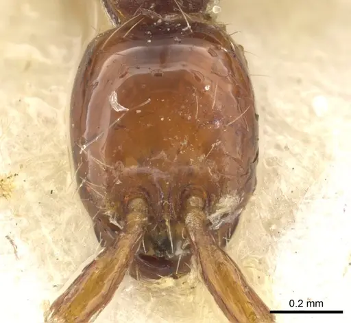 Aenictus decolor specimen CASENT0902685 image casent0902685_2