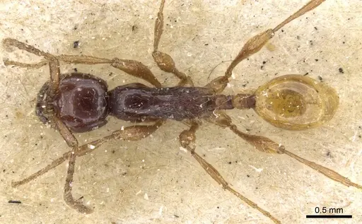 Aenictus decolor specimen CASENT0907024 image casent0907024_1