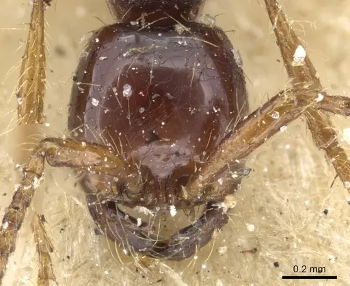 Aenictus decolor specimen CASENT0907024 image casent0907024_2