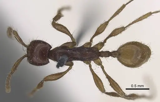 Aenictus decolor specimen CASENT0919639 image casent0919639_1